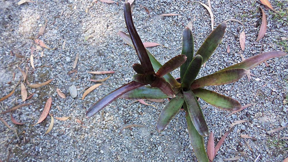 Neoregelia Adonis Breizh Tillandsias