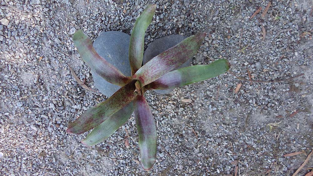 Neoregelia Atlantis Breizh Tillandsias