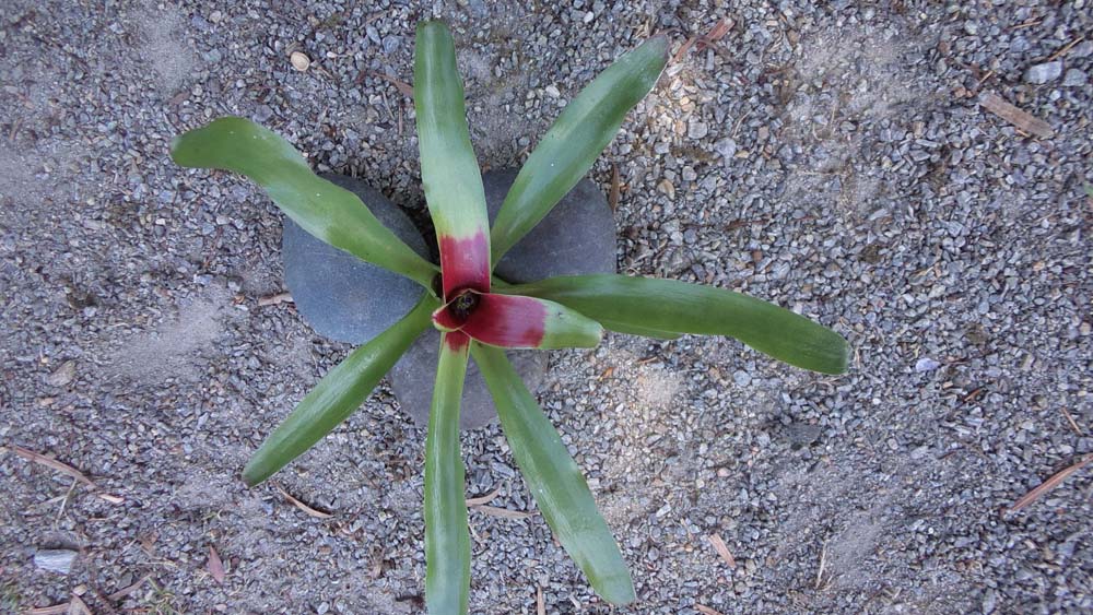 Neoregelia Fireball Breizh Tillandsias