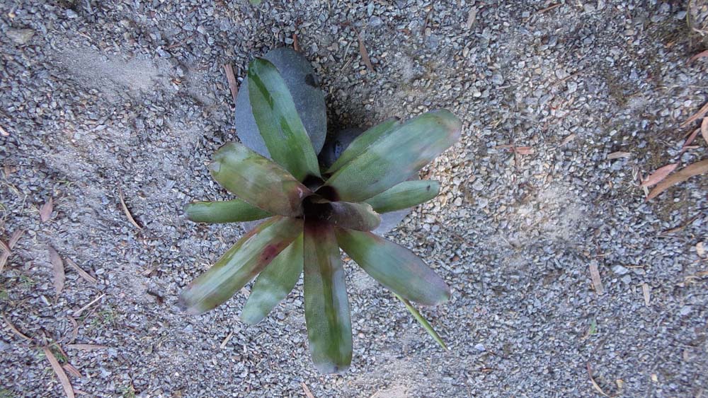 Neoregelia Narziss Breizh Tillandsias