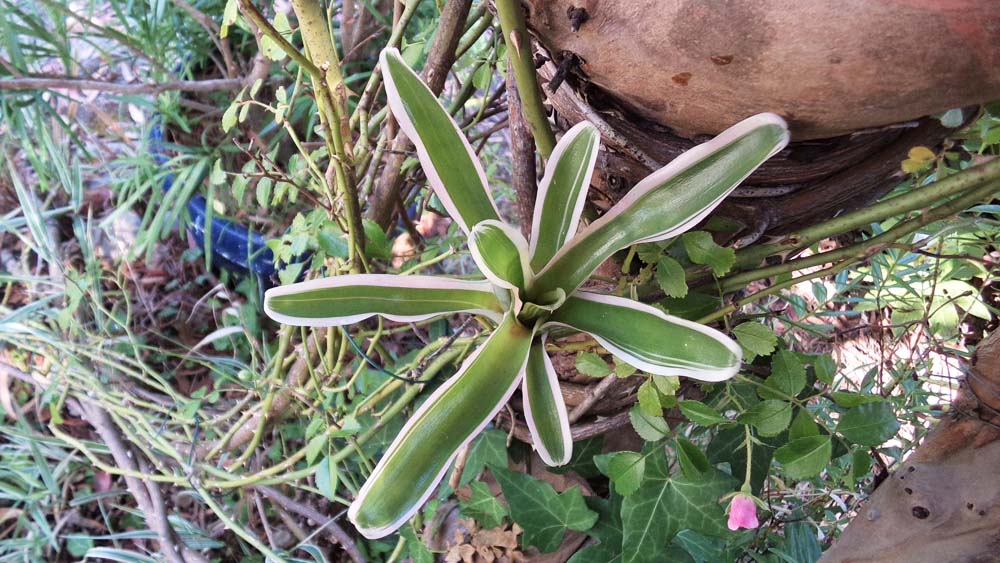 Neoregelia Schultessiana Breizh Tillandsias