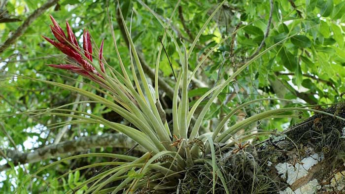 Entretien des plantes épiphytes : orchidées, tillandsias, broméliacées