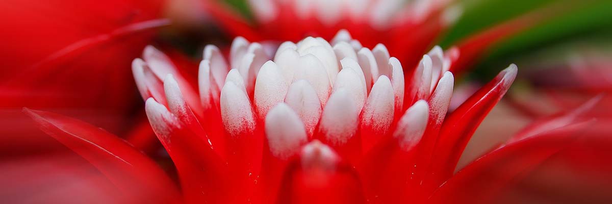 bromelia-breizh-tillandsias-quimper-fouesnant