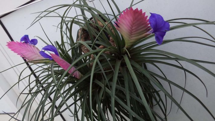 Entretien des plantes épiphytes : orchidées, tillandsias, broméliacées