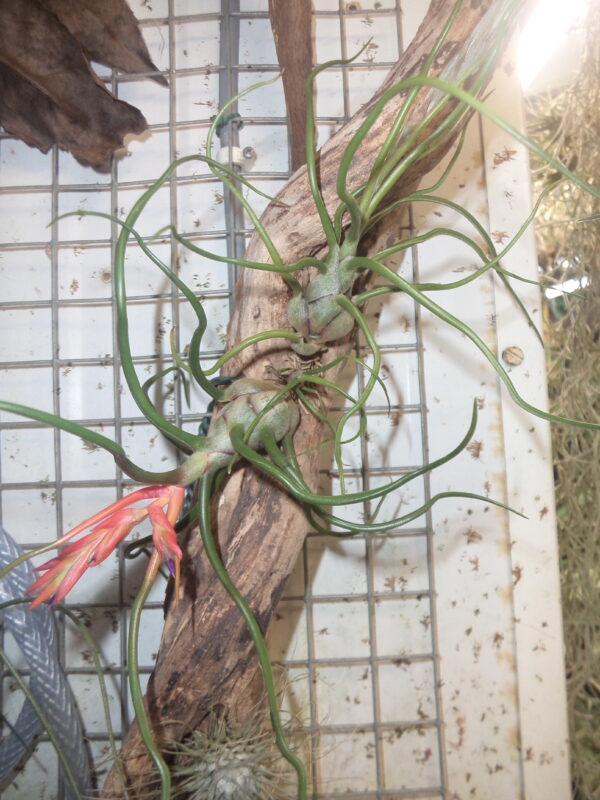 Tillandsias Bulbosa