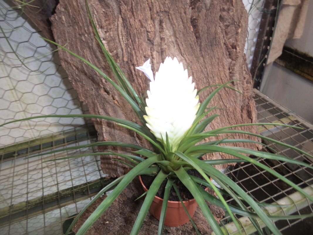 Tillandsias Cyanéa Fleur Blanche