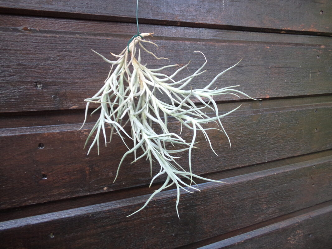 Tillandsias Fresnilloensis