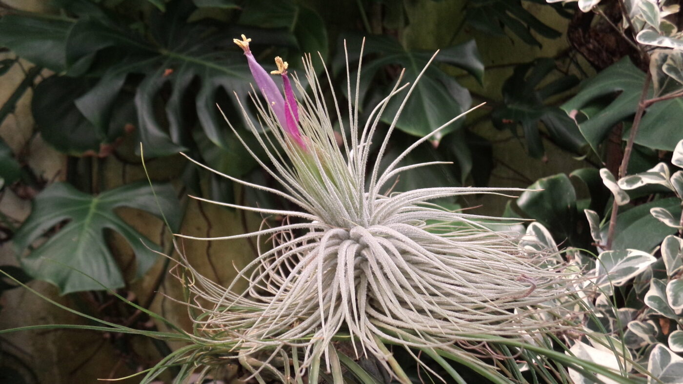 Tillandsias Magnusiana