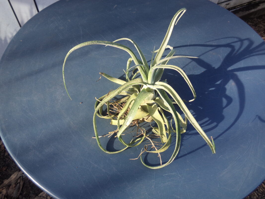 Tillandsias Streptophilla